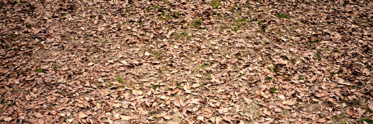 ジャズの名曲AUTUMN LEAVES(枯葉)演奏動画